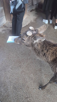 99A30ABD33AE86351F2D24BB16BDC63B1D0E3B7B