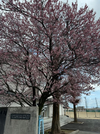 河津桜③