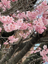 河津桜②